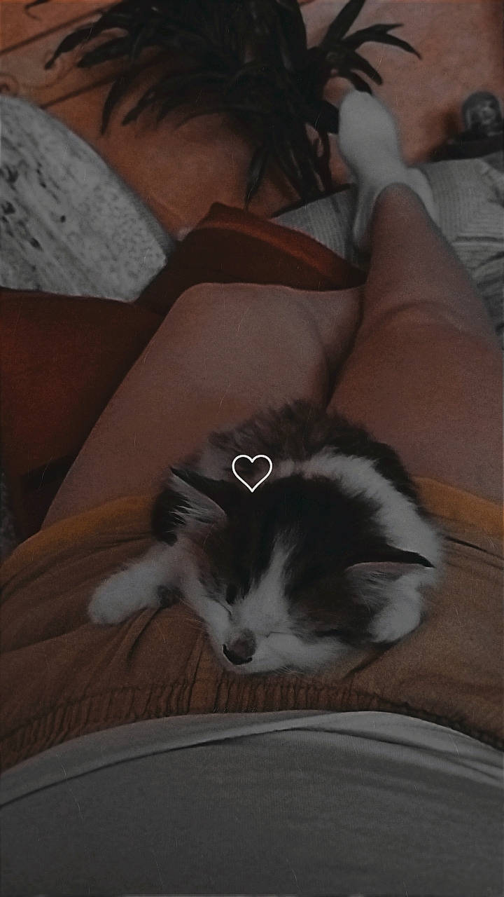 Dalhïa participe au concours pour gagner de l'argent avec cette photo : box, cardboard, carnivore, cat, comfort, domestic_short_haired_cat, felidae, flooring, fur, grey, hardwood, human_leg, lap, room, sitting, small_to_medium_sized_cats, tail, thigh, whiskers, wood