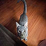 animal, cat, couch, curious, cute, domestic_cat, ears, feline, flooring, four_paws, fur, gray_tabby, house_pet, indoor, looking_up, mammal, pet, tail, whiskers, wooden_floor