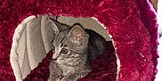 Lyryck is registered to the contest to win money with this photo: alert, animal, cat, cat_bed, cat_tree, cozy, cute, ears, furniture, home, indoor, kitten, maroon, pet, plush, resting, small, tabby, whiskers, wooden_floor