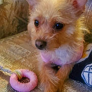 Sasha is registered to the contest to win money with this photo: dog, small_dog, toy, pink_toy, couch, indoor, pet, fur, ears, face, eyes, nose, paws, blanket, fabric, comfort, animal, cute, playful, relaxed