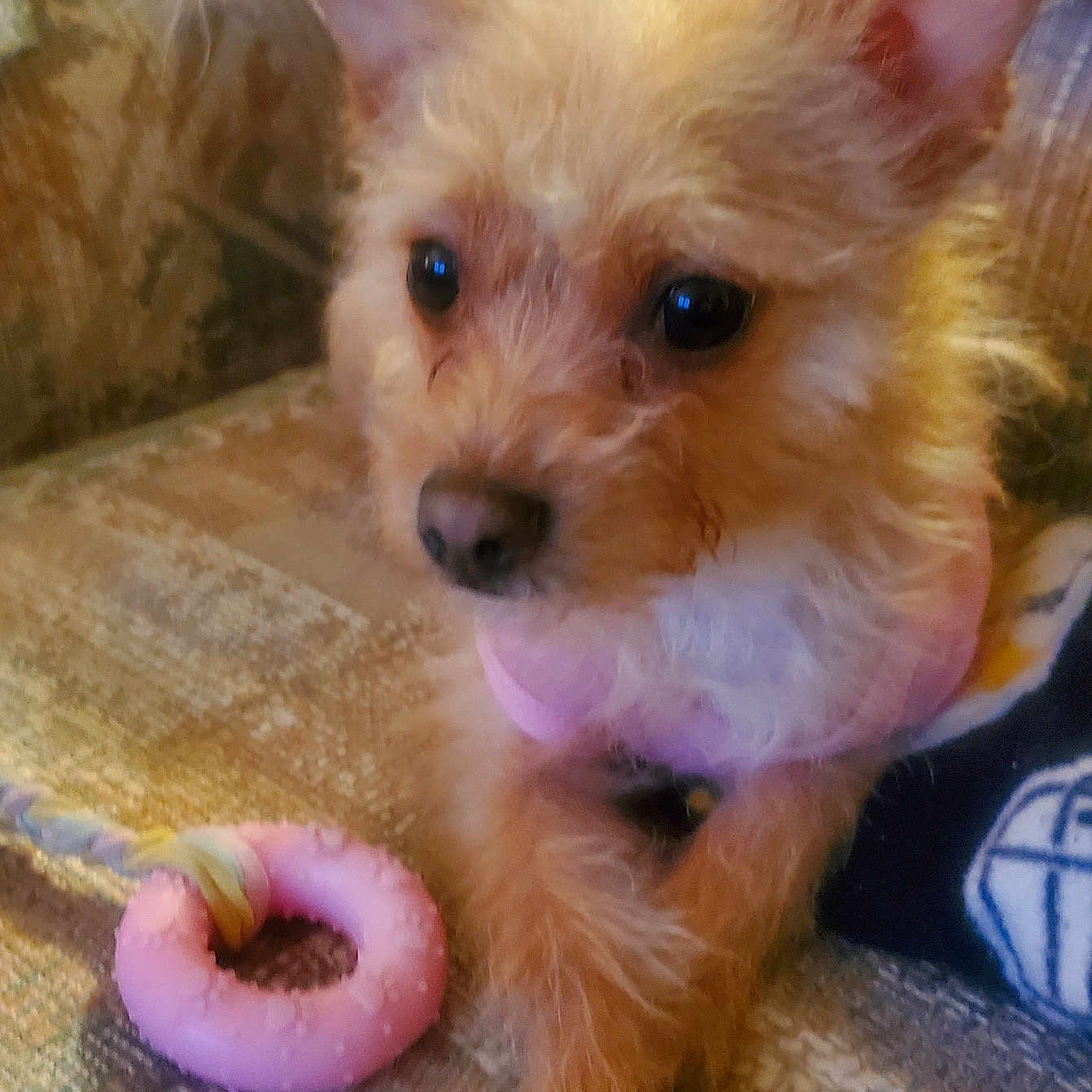 Sasha is registered to the contest to win money with this photo: animal, blanket, comfort, couch, cute, dog, ears, eyes, fabric, face, fur, indoor, nose, paws, pet, pink_toy, playful, relaxed, small_dog, toy