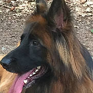 Louna a rejoint le concours — aidez-le/la à gagner de superbes lots ! dog, german_shepherd, tongue_out, side_profile, outdoor, animal, pet, fur, ears, nature, leaves, ground, canine, muzzle, happy, close_up, tongue, mouth, black_fur, brown_fur