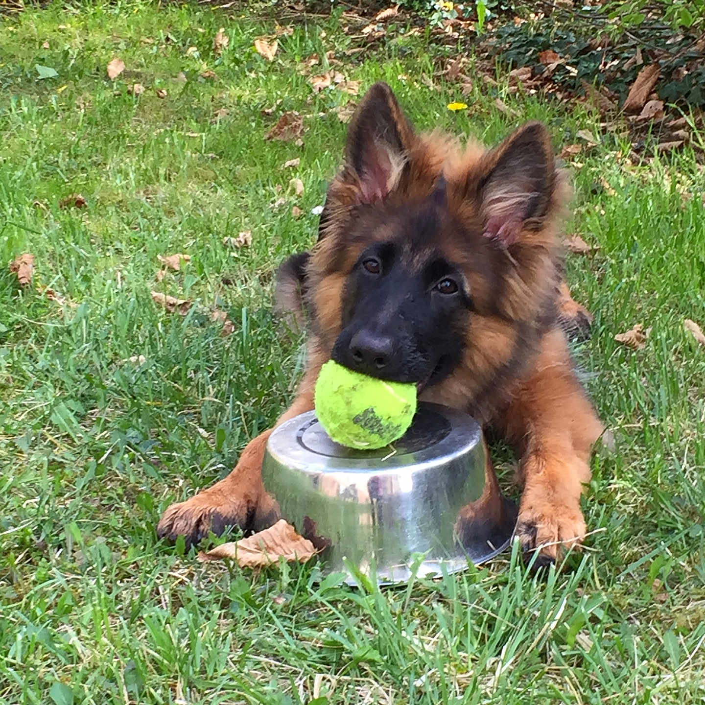 Louna participe au concours pour gagner de l'argent avec cette photo : dog, puppy, german_shepherd, tennis_ball, dog_bowl, grass, outdoor, garden, greenery, playful, pet, animal, cute, fur, ears, nose, paws, nature, leaf, resting