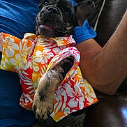 Diesel is registered to the contest to win money with this photo: dog, puppy, clothing, shirt, hawaiian_shirt, pet, smiling, tongue_out, sitting, person, lap, arm, couch, leisure, indoor, relaxed, bright_colors, patterned_clothing, closeup, happy