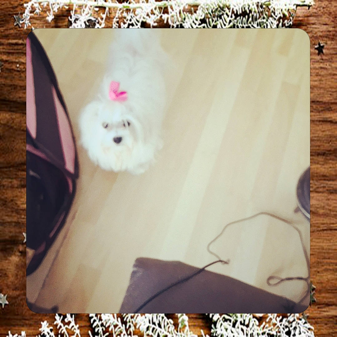 Zoe is registered to the contest to win money with this photo: bichon, canidae, carnivore, companion_dog, dog, dog_breed, maltese, non_sporting_group, pomeranian, puppy, shih_tzu, spitz, toy_dog