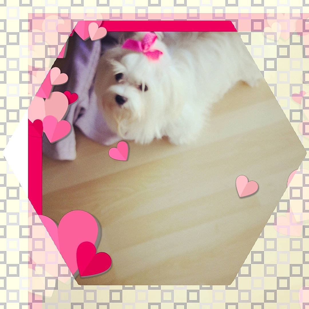 Zoe joined the competition — help win amazing prizes! canidae, carnivore, companion_dog, dog, dog_breed, font, maltese, non_sporting_group, pink, pomeranian, puppy, puppy_love, shih_tzu, toy_dog