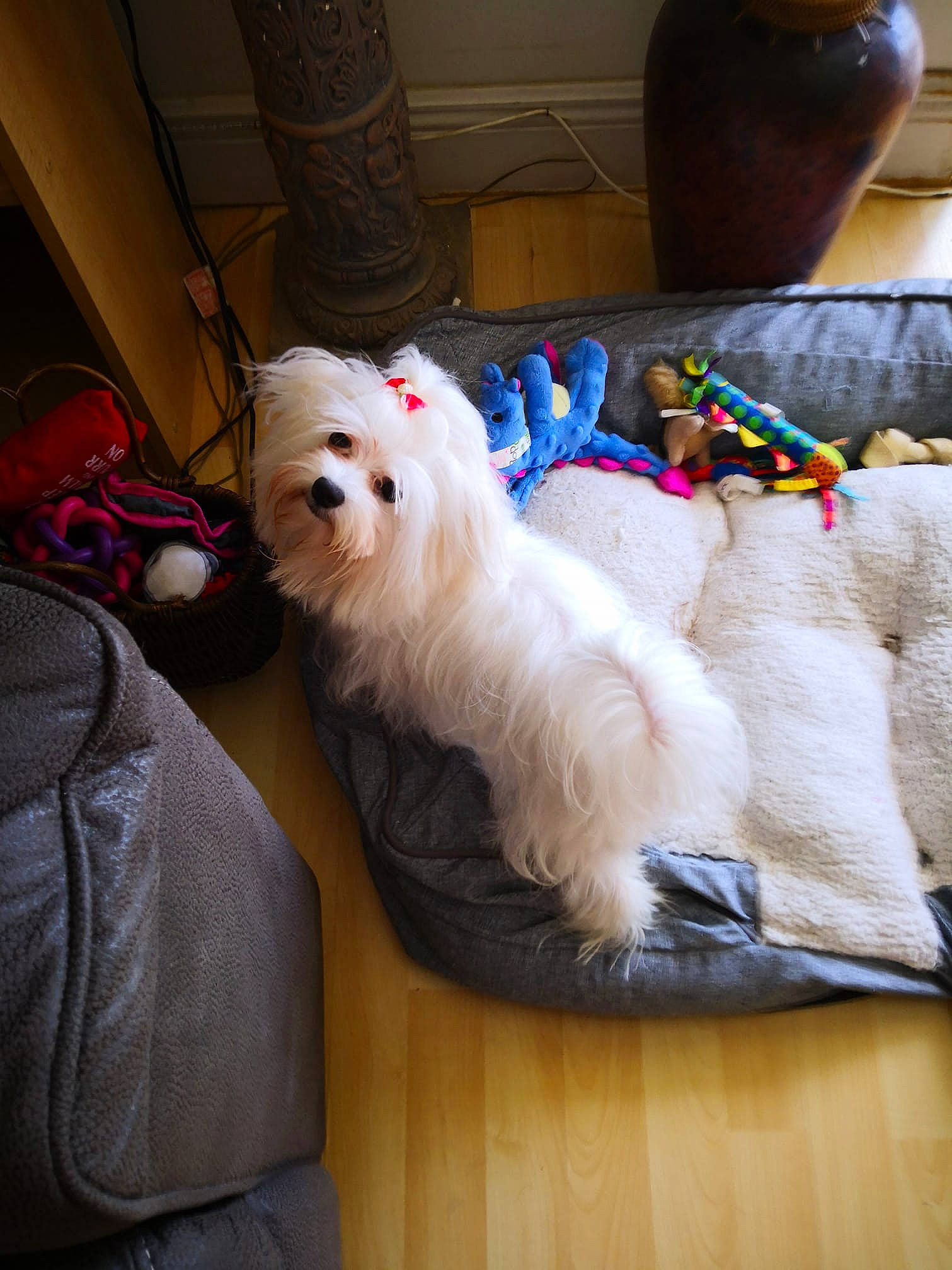 Zoe joined the competition — help win amazing prizes! bichon, canidae, carnivore, chinese_imperial_dog, companion_dog, coton_de_tulear, dog, dog_breed, lhasa_apso, maltepoo, maltese, mammal, non_sporting_group, pomeranian, puppy, rare_breed_dog, shih_tzu, toy_dog, vertebrate, west_highland_white_terrier