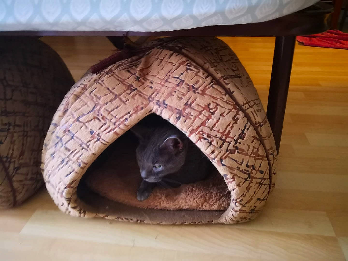 Athena is registered to the contest to win money with this photo: cat, cat_bed, cat_furniture, fawn, felidae, small_to_medium_sized_cats, tire, tortoise