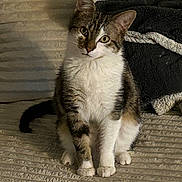 Touki participe au concours pour gagner de l'argent avec cette photo : animal, blanket, cat, comfort, cozy, curious, cute, ears, feline, fur, home, indoor, looking, pet, sitting, tabby_cat, tail, texture, whiskers, white_cat