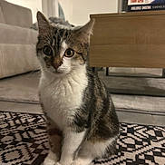 Touki a rejoint le concours — aidez-le/la à gagner de superbes lots ! cat, kitten, tabby, white_fur, pet, indoor, rug, black_and_white, pattern, furniture, sofa, coffee_table, floor, curious, alert, eyes, ears, sitting, domestic, home
