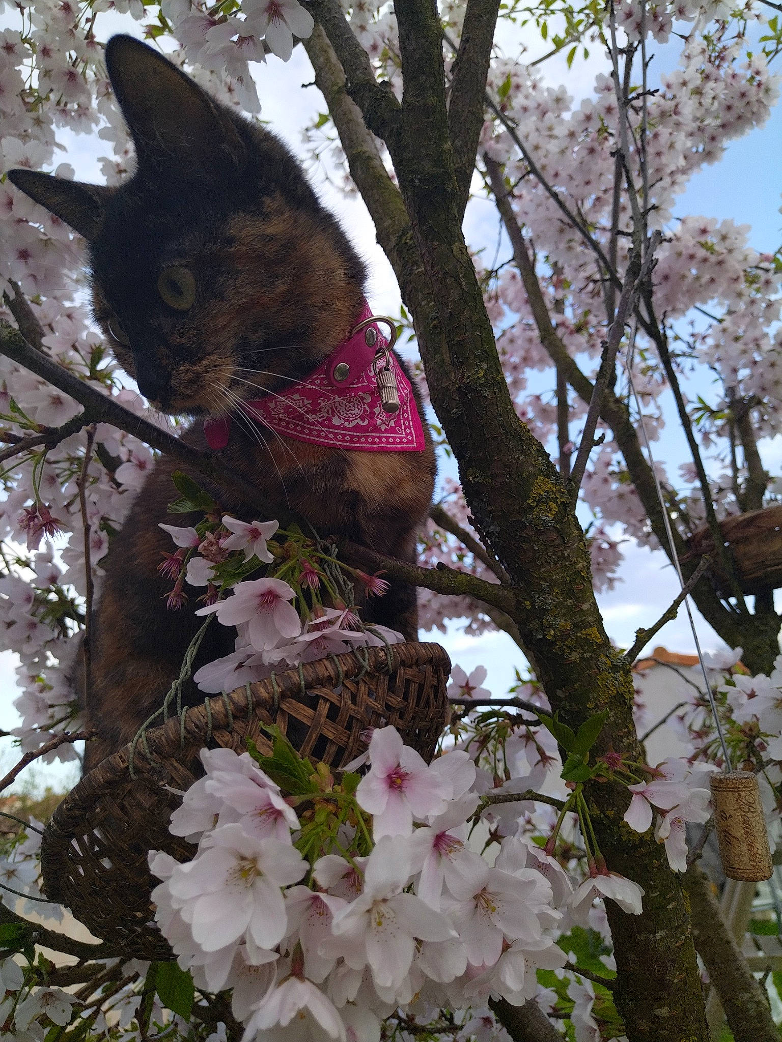 Nougatine a rejoint le concours — aidez-le/la à gagner de superbes lots ! art, beak, blossom, botany, branch, cherry_blossom, fawn, felidae, flower, flowering_plant, petal, pink, plant, plant_stem, spring, tail, tree, trunk, twig, woody_plant