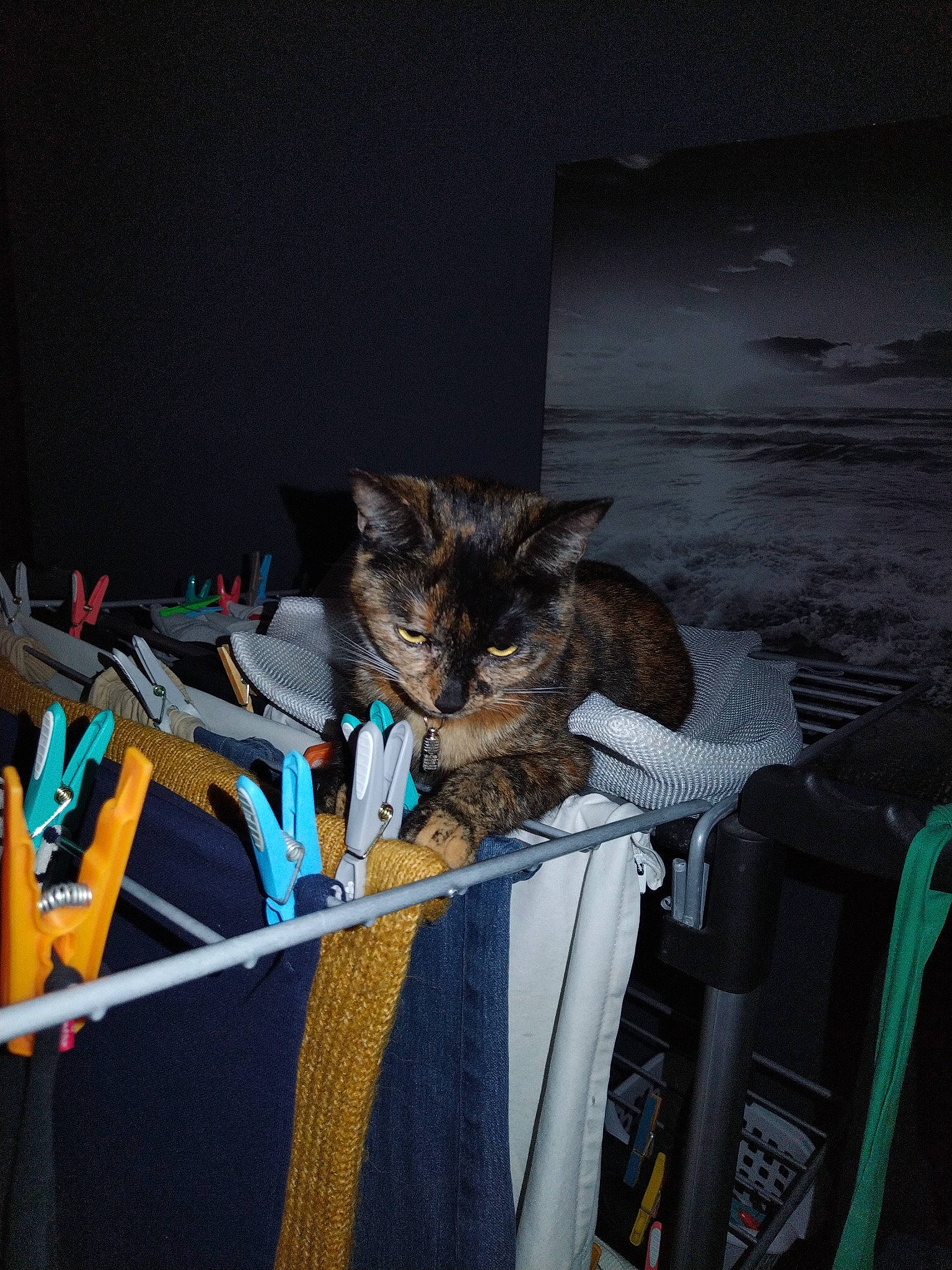 Nougatine participe au concours pour gagner de l'argent avec cette photo : bag, cardboard, carnivore, cat, comfort, darkness, domestic_short_haired_cat, electrical_wiring, felidae, fur, paper_product, room, small_to_medium_sized_cats, tail, whiskers, wood