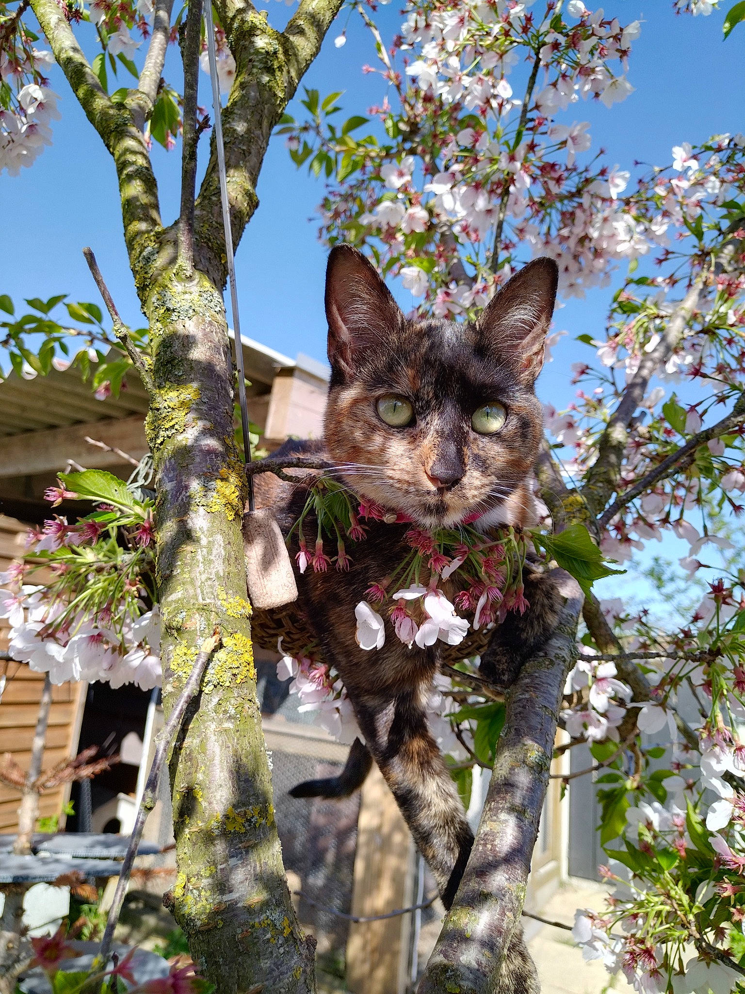 Nougatine a rejoint le concours — aidez-le/la à gagner de superbes lots ! art, branch, carnivore, cat, domestic_short_haired_cat, fawn, felidae, fur, grass, plant, sky, small_to_medium_sized_cats, snout, tail, tree, trunk, twig, whiskers, wood, woody_plant