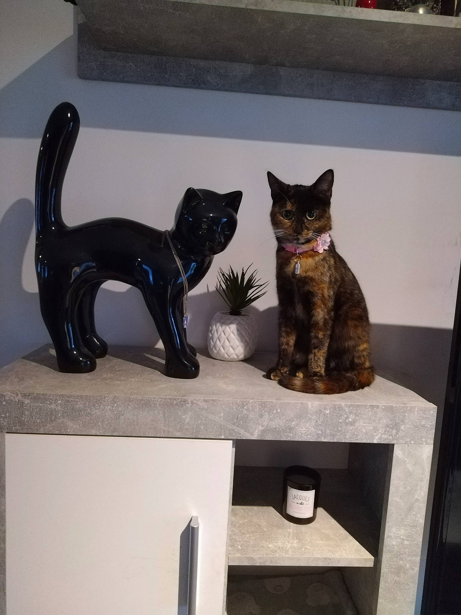 Nougatine a rejoint le concours — aidez-le/la à gagner de superbes lots ! art, black_cat, bombay, carnivore, cat, domestic_short_haired_cat, felidae, grey, interior_design, metal, plant, rectangle, room, sculpture, small_to_medium_sized_cats, statue, tail, vertebrate, visual_arts, whiskers