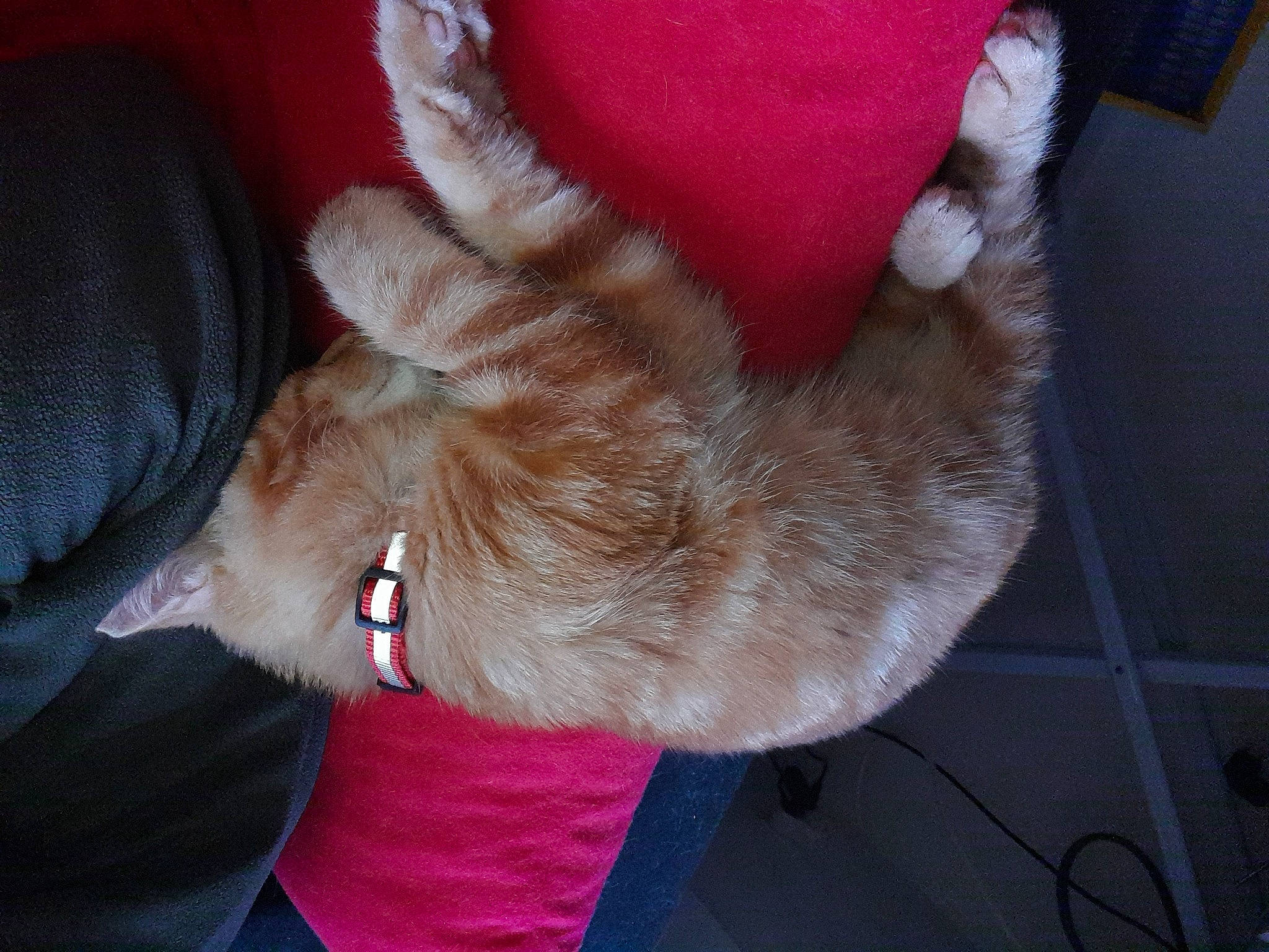 Tanjiro participe au concours pour gagner de l'argent avec cette photo : carnivore, cat, collar, comfort, companion_dog, dog_breed, dog_collar, ear, fashion_accessory, fawn, felidae, fur, leash, magenta, paw, pet_supply, small_to_medium_sized_cats, snout, tail, whiskers