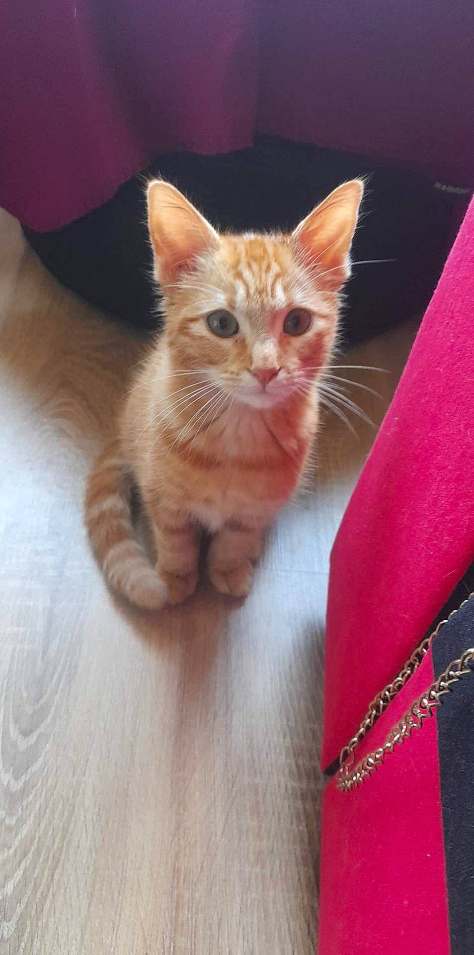 Tanjiro participe au concours pour gagner de l'argent avec cette photo : carnivore, cat, cat_furniture, claw, domestic_short_haired_cat, eye, fawn, felidae, foot, fur, hardwood, head, leg, paw, small_to_medium_sized_cats, snout, tail, whiskers, window, wood