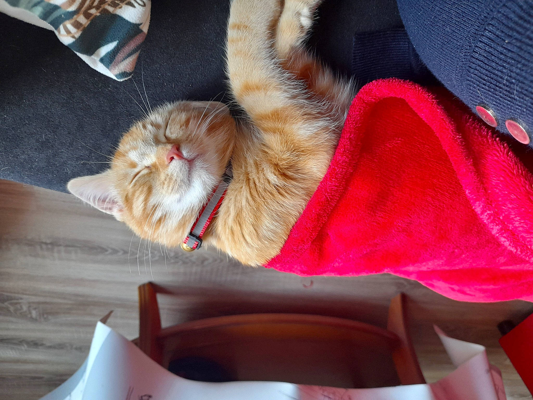 Tanjiro a rejoint le concours — aidez-le/la à gagner de superbes lots ! carmine, carnivore, cat, comfort, companion_dog, dog_breed, fawn, felidae, flooring, foot, fur, hardwood, human_leg, lap, paw, small_to_medium_sized_cats, tail, thigh, whiskers, wood