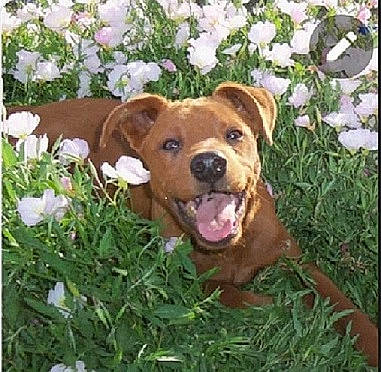 Reddy joined the competition — help win amazing prizes! annual_plant, canidae, carnivore, companion_dog, dog, dog_breed, fawn, flower, grass, groundcover, herbaceous_plant, liver, petal, plant, snout, snow, sporting_group, terrestrial_animal, toy, working_animal