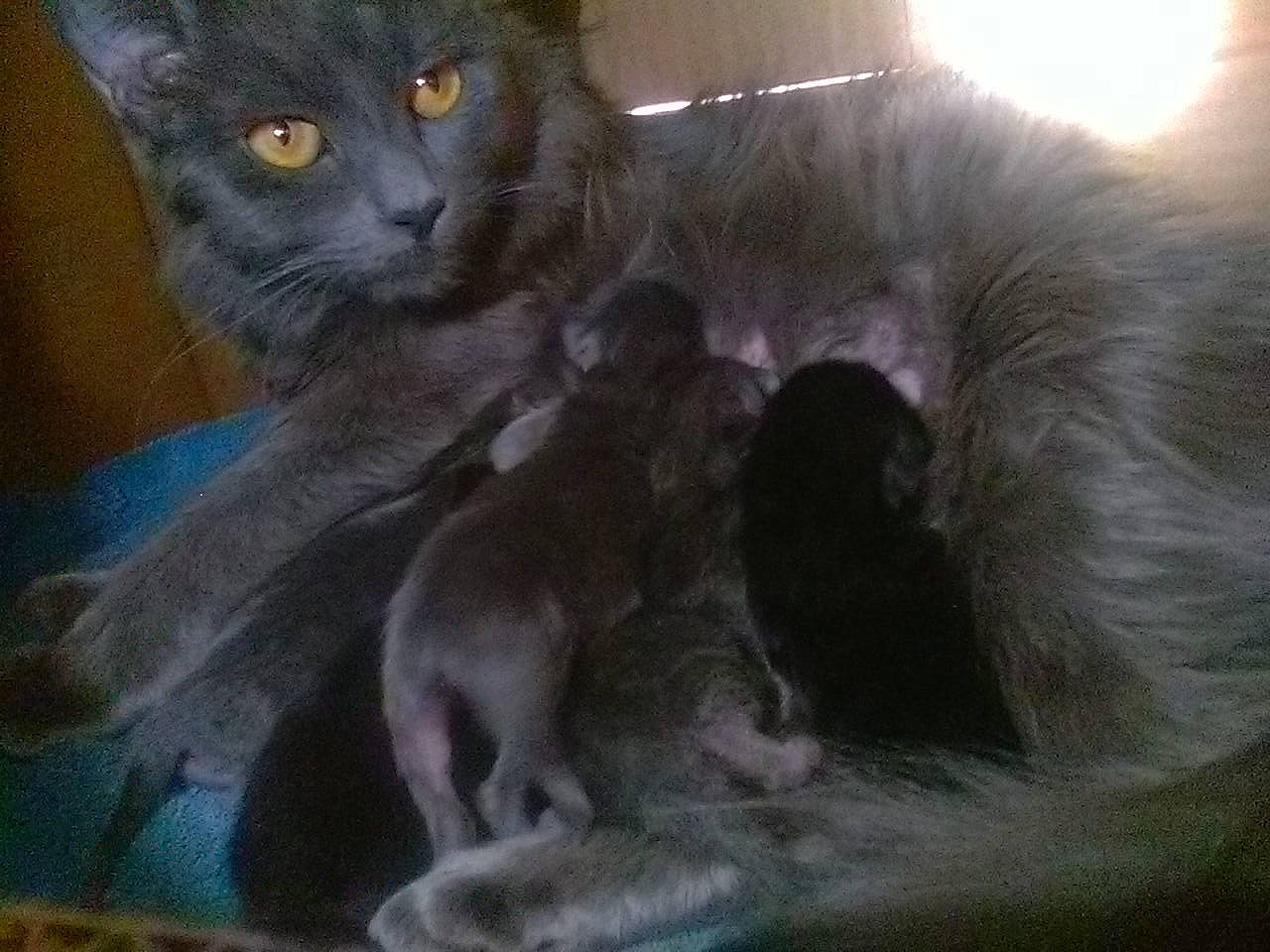 Zoomer joined the competition — help win amazing prizes! carnivore, cat, claw, comfort, domestic_short_haired_cat, felidae, fur, grey, paw, russian_blue, small_to_medium_sized_cats, snout, tail, terrestrial_animal, whiskers