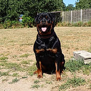 Vénus a rejoint le concours — aidez-le/la à gagner de superbes lots ! rottweiler, dog, canine, pet, outdoor, grass, sunlight, tongue_out, happy, sitting, fence, yard, nature, summer, animal, mammal, black_and_tan, collar, domestic_animal, playful