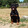 rottweiler, dog, canine, pet, outdoor, grass, sunlight, tongue_out, happy, sitting, fence, yard, nature, summer, animal, mammal, black_and_tan, collar, domestic_animal, playful