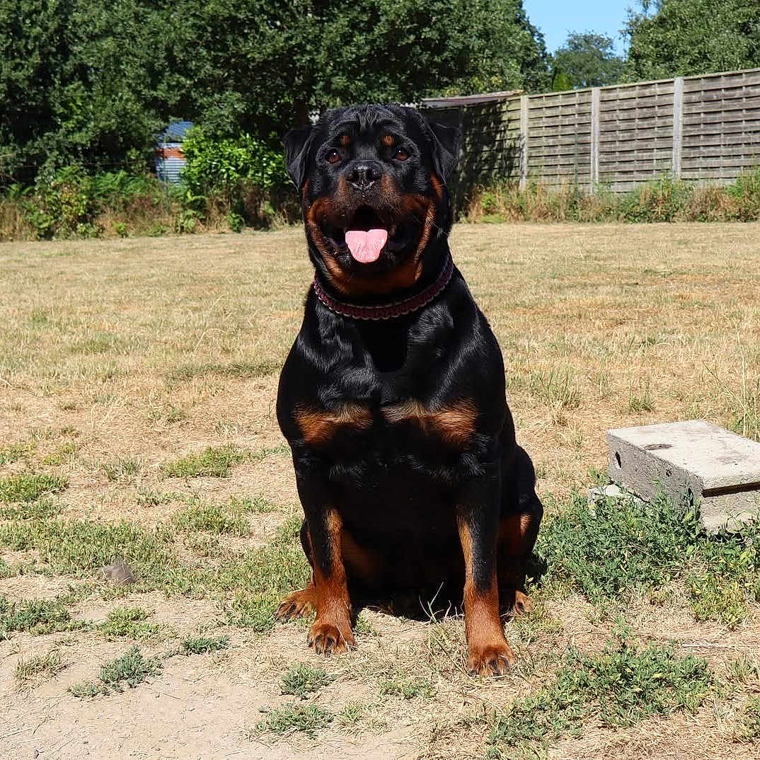 Vénus a rejoint le concours — aidez-le/la à gagner de superbes lots ! rottweiler, dog, canine, pet, outdoor, grass, sunlight, tongue_out, happy, sitting, fence, yard, nature, summer, animal, mammal, black_and_tan, collar, domestic_animal, playful