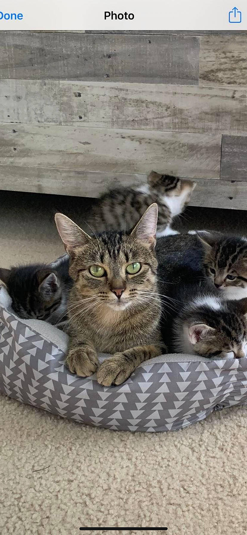 Mocha joined the competition — help win amazing prizes! box, carnivore, cat, cat_furniture, cat_supply, claw, comfort, domestic_short_haired_cat, felidae, fur, grey, paw, pet_supply, sitting, small_to_medium_sized_cats, snout, tail, terrestrial_animal, whiskers, wildlife