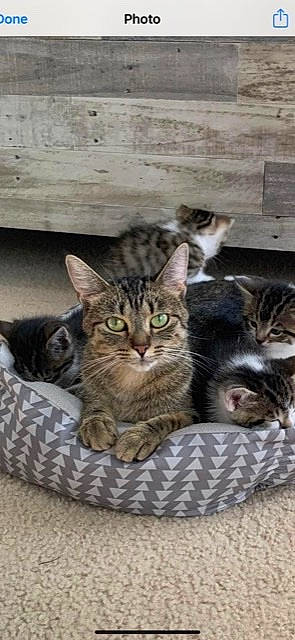 Mocha is registered to the contest to win money with this photo: carnivore, cat, cat_bed, cat_furniture, cat_supply, claw, comfort, domestic_short_haired_cat, felidae, fur, paw, pet_supply, sitting, small_to_medium_sized_cats, snout, tail, whiskers