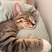 Stitch a rejoint le concours — aidez-le/la à gagner de superbes lots ! cat, tabby, sleeping, sleepy, pet, animal, whiskers, paws, fur, striped_fur, closed_eyes, relaxed, cozy, pillow, bedding, bedroom, indoor, portrait, resting, cute