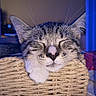 Stitch participe au concours pour gagner de l'argent avec cette photo : cat, tabby_cat, sleeping, sleepy, closed_eyes, whiskers, ears, pink_nose, furry, kitten, animal, pet, basket, woven_basket, cozy, indoors, close_up, portrait, blue_lighting, relaxed