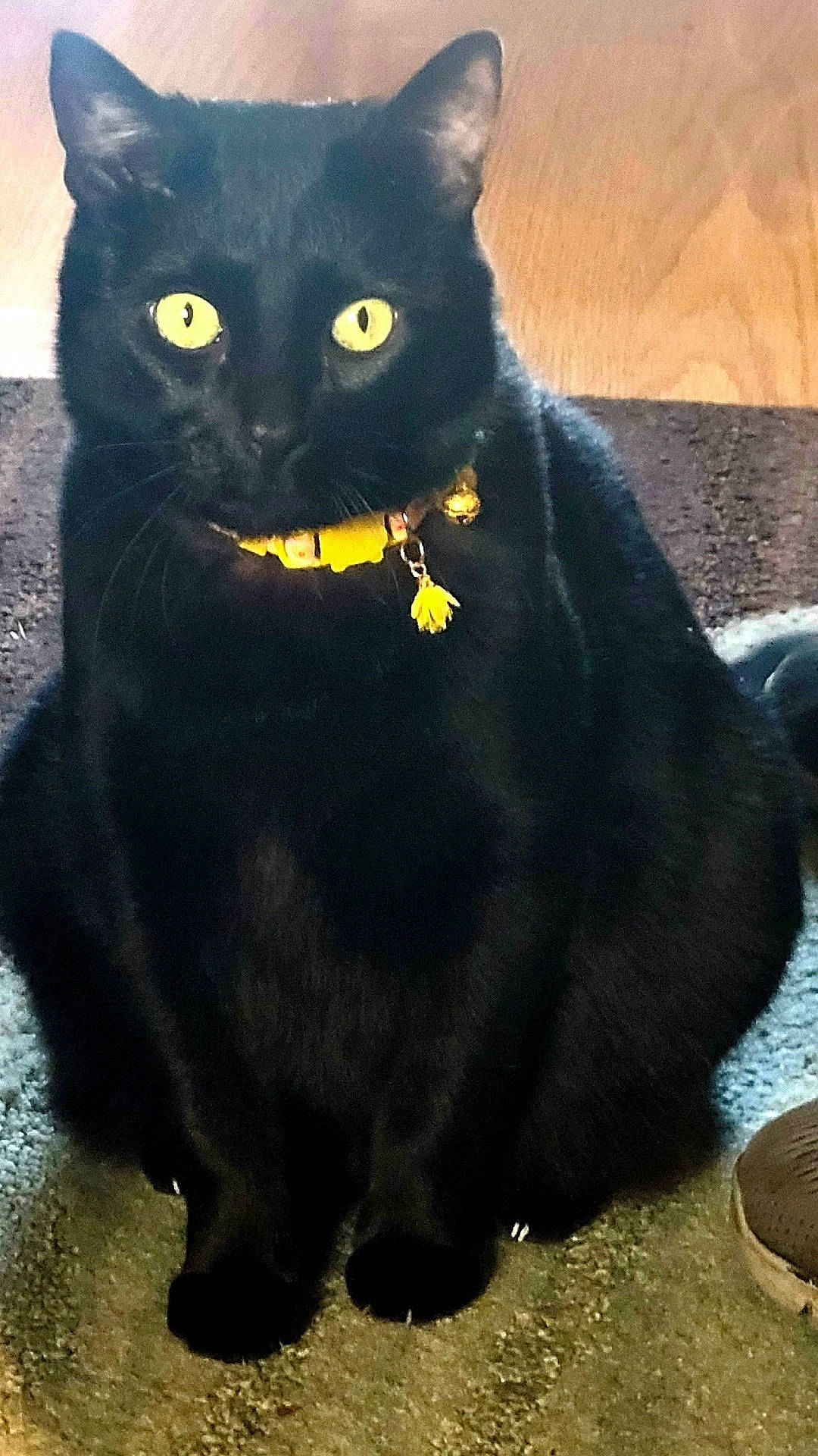 Midnight joined the competition — help win amazing prizes! accessories, animal, blackcat, cat, clothing, collar, egyptiancat, footwear, manx, pet, shoe