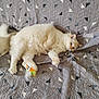Wall-E a rejoint le concours — aidez-le/la à gagner de superbes lots ! animal, cat, cozy, cute, feathers, feline, fluffy, home, indoor, lying_down, patterned_quilt, paw, pet, quilt, relaxed, resting, soft, toy, triangle_pattern, white_cat