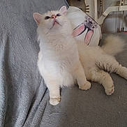 Wall-E a rejoint le concours — aidez-le/la à gagner de superbes lots ! animal, blanket, bunny_print, cat, cozy, curious, cute, ears, feline, fluffy, home, indoor, looking_up, pet, pillow, relaxed, resting, soft_fur, tail, white_cat