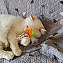 Wall-E participe au concours pour gagner de l'argent avec cette photo : animal, cat, comfort, cozy, cute, feathers, feline, fluffy, fur, gray, home, indoor, patterned, paw, pet, playing, quilt, relaxed, toy, white_cat