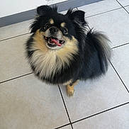 Ulka a rejoint le concours — aidez-le/la à gagner de superbes lots ! dog, pet, black_fur, tan_fur, happy, tongue_out, indoor, tile_floor, fluffy, small_dog, cute, animal, companion, looking_up, ears_up, tail, mouth_open, fur, friendly, domestic_animal