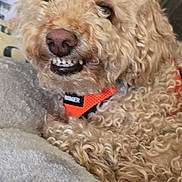 Smiling Sammy is registered to the contest to win money with this photo: dog, curly_fur, orange_collar, blanket, indoor, couch, pet, lying_down, smiling, cute, fur, mischievous, close_up, canine, domestic_animal, comfortable, resting, animal_portrait, cozy, furniture