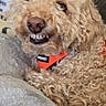 dog, curly_fur, orange_collar, blanket, indoor, couch, pet, lying_down, smiling, cute, fur, mischievous, close_up, canine, domestic_animal, comfortable, resting, animal_portrait, cozy, furniture