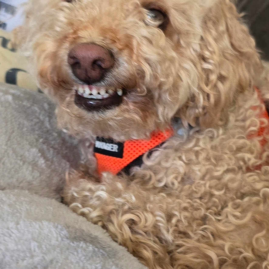 Smiling Sammy is registered to the contest to win money with this photo: dog, curly_fur, orange_collar, blanket, indoor, couch, pet, lying_down, smiling, cute, fur, mischievous, close_up, canine, domestic_animal, comfortable, resting, animal_portrait, cozy, furniture