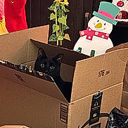 Ollie is registered to the contest to win money with this photo: animal, black_cat, box, cardboard_box, cat, celebration, christmas, cozy, curious, cute, decorations, festive, holiday_decor, home, indoor, peeking, pet, snowman, stocking, sunflowers