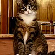 Snickerdoodle joined the competition — help win amazing prizes! cat, tabby_cat, pet, indoor, stairs, wood, door, animal, feline, sitting, fur, whiskers, paws, domestic_animal, looking, calm, house, home, background, closeup