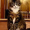 cat, tabby_cat, pet, indoor, stairs, wood, door, animal, feline, sitting, fur, whiskers, paws, domestic_animal, looking, calm, house, home, background, closeup