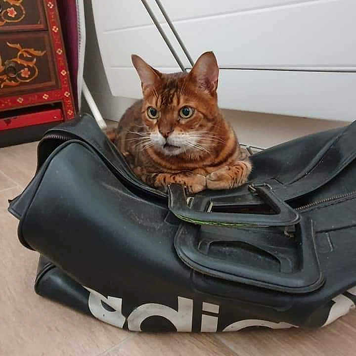 Aphgat