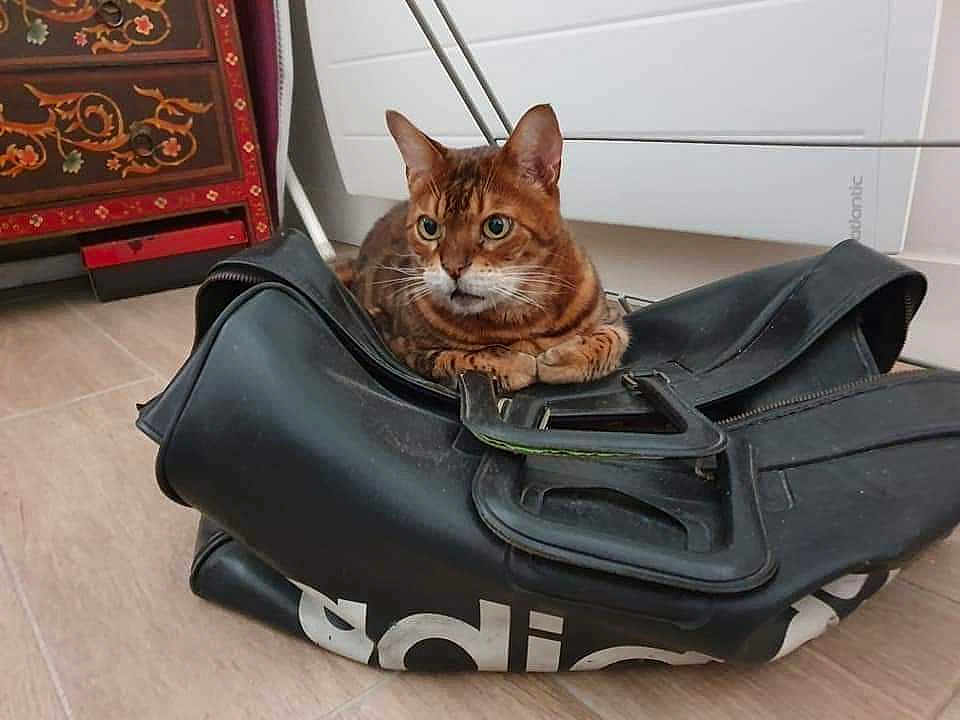 Aphgat