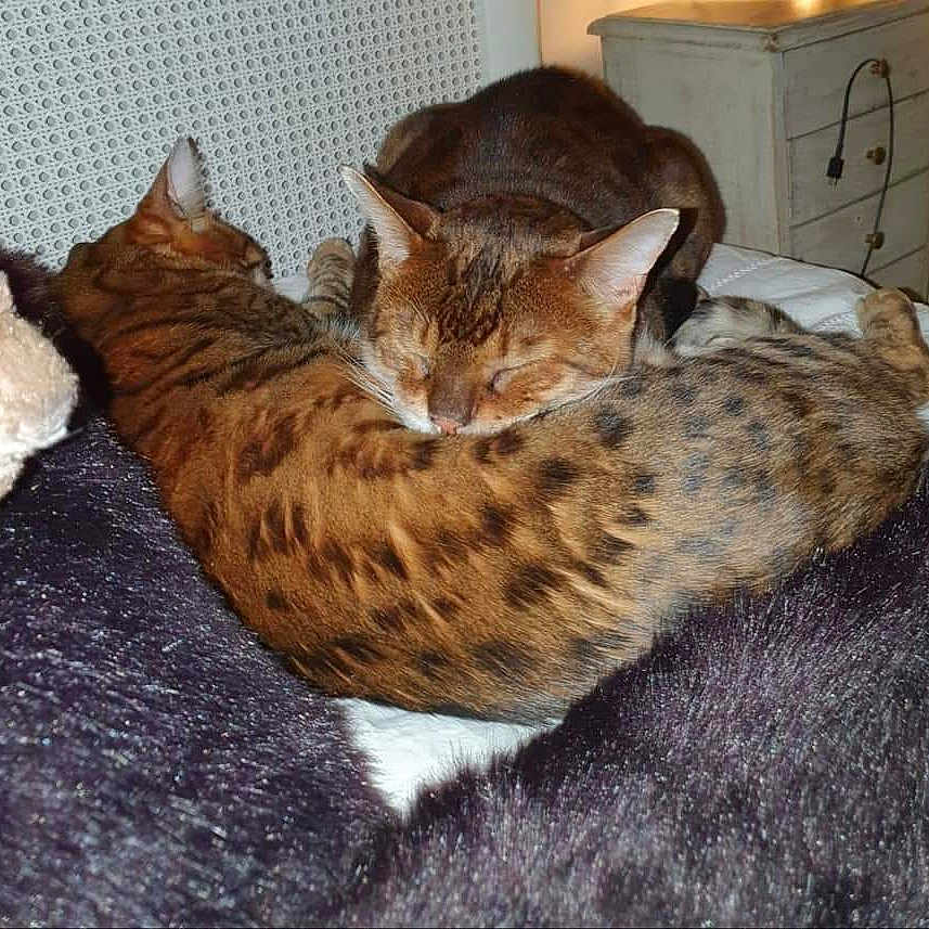Aphgat