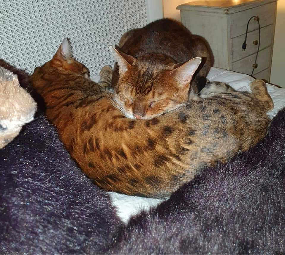 Aphgat