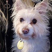 Scruffy joined the competition — help win amazing prizes! animal, closeup, clothing, collar, cute, dog, ears, eyes, face, fluffy, fur, hair, indoor, nose, person, pet, portrait, tag, white, zipper