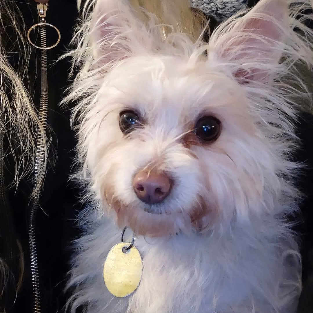 Scruffy