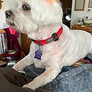 Maggie Mae joined the competition — help win amazing prizes! animal, blanket, bow, closeup, collar, cute, dog, domestic_animal, fur, furniture, home, indoor, mammal, orange_bow, pet, red_collar, relaxed, side_view, tag, white_dog