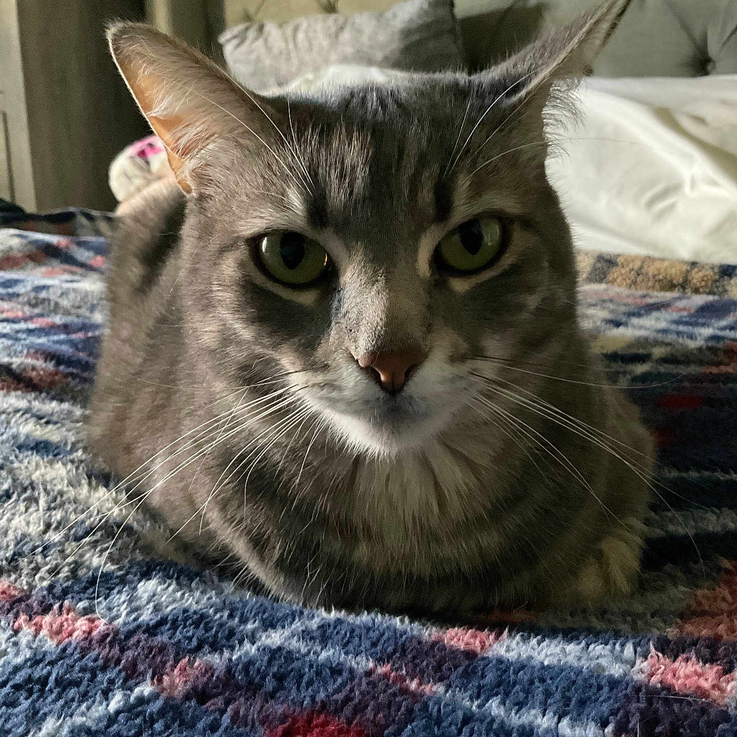 Lucy joined the competition — help win amazing prizes! animal, bedroom, blanket, cat, close_up, cozy, domestic, ears, feline, fur, gray_fur, green_eyes, indoor, knitted, looking_at_camera, pet, resting, soft, tabby, whiskers