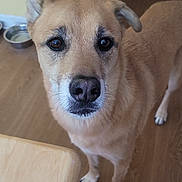 Rocco joined the competition — help win amazing prizes! dog, tan_dog, pet, indoor, wooden_floor, table, curious, looking_up, ears, water_bowl, brown_eyes, snout, whiskers, animal, companion, domestic, flooring, furniture, waiting, house
